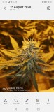 Screenshot_20200823_132439_com.android.gallery3d