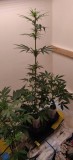 49DaysOldCoco