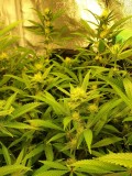 Moontang week 3