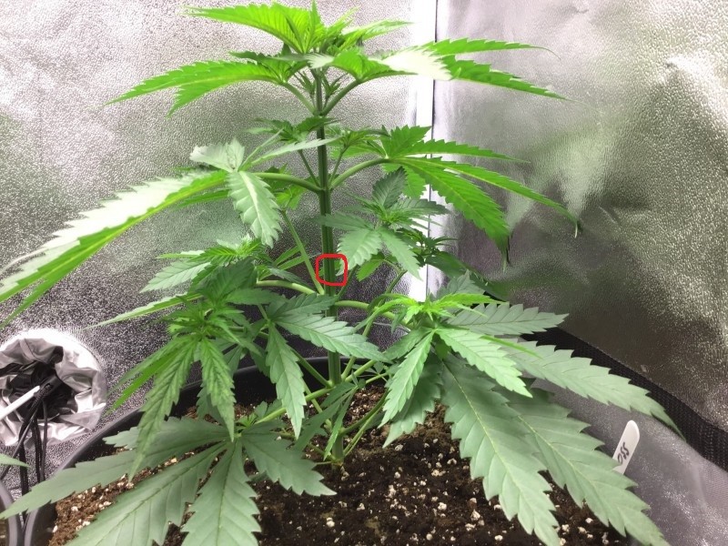 supercrop