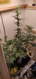 57DaysOldGroup