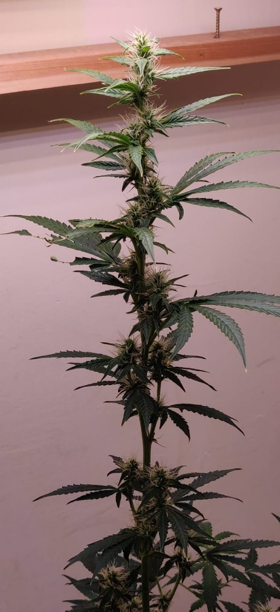 57DaysOldCoco