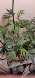 57DaysOldHydro