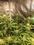 Moontang week 4