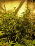 Quantum week 4