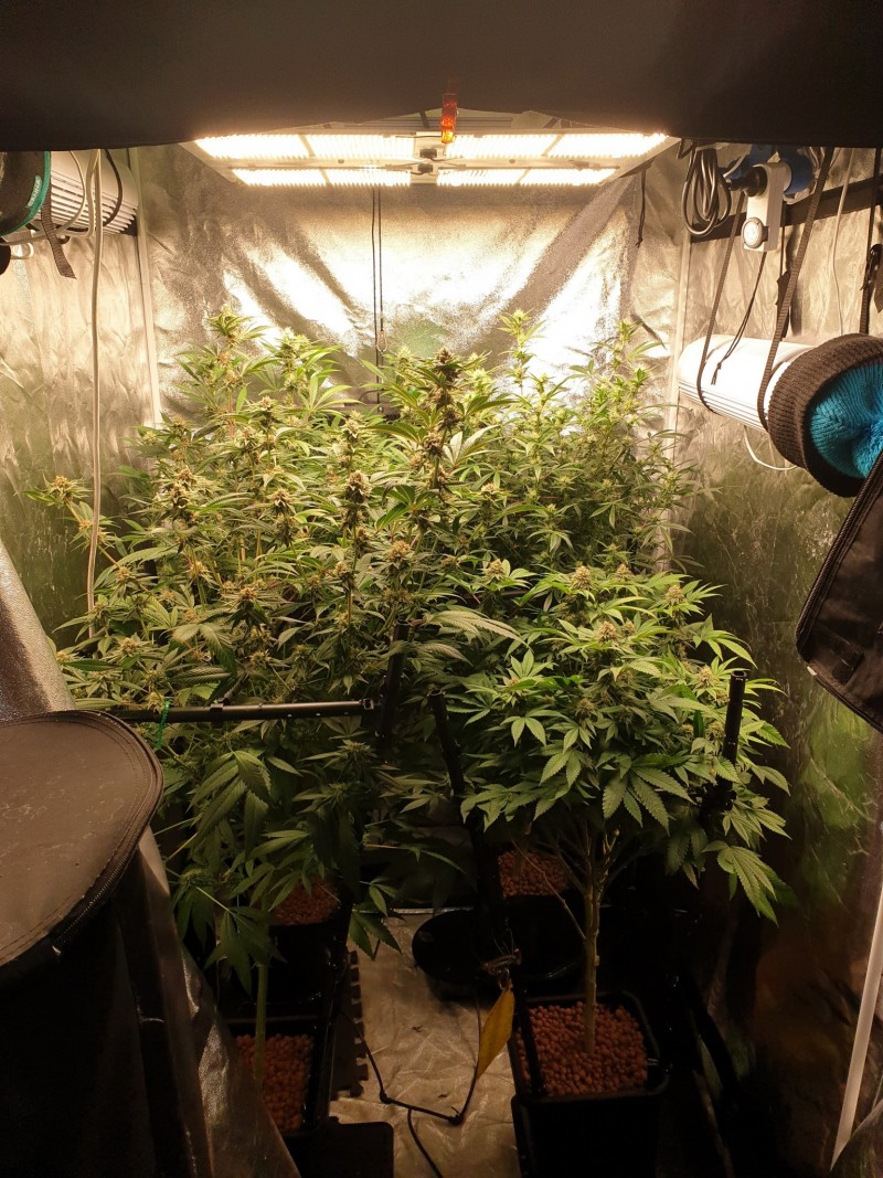 Tent week 5