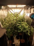 Tent week 5