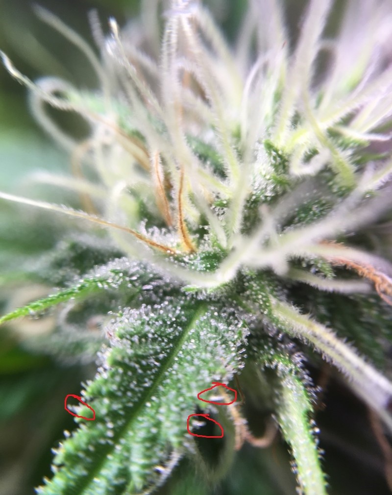 mafoo trichs