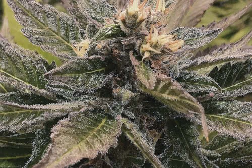 south-plant-new-weed-strain-the-plant-genetics-1