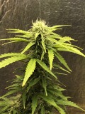 77CB2CFE-763D-4065-8176-99621681DABB