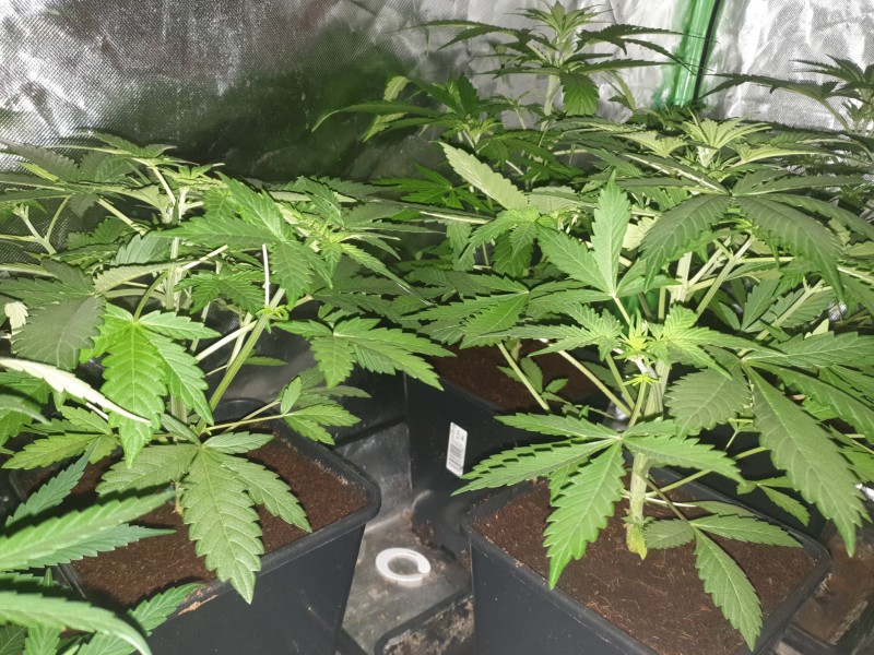 White Widow Auto
