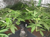 White Widow Auto