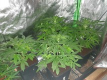White Widow Auto