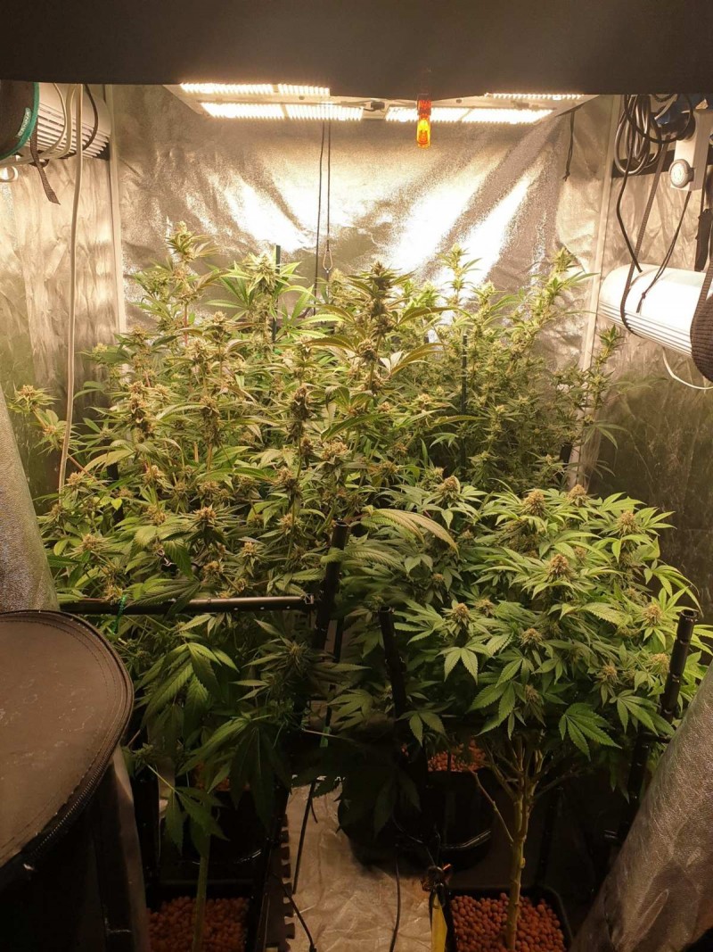 Tent week 6