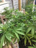 LilMissLeans Super Silver Dream !!