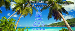 TeamTropicalWithBG