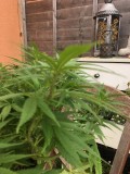 LilMissLeans Super Silver Haze Dream !!