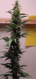 72DaysOldCoco