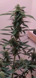 72DaysOldPerlite