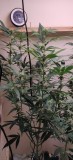 72DaysOldHydro