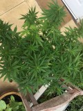 LilMissLeans Super Silver Haze Dream !!