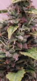 pinkbudin