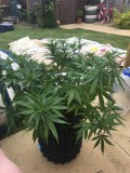 LilMissLeans Super Silver Haze Dream !!