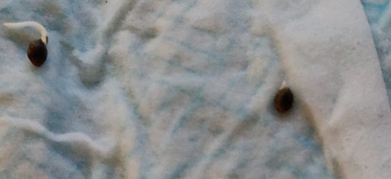 germination