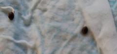 germination