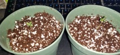 1litrePots