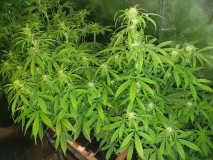 White Widow Auto