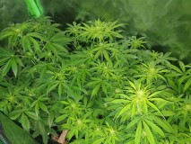 White Widow Auto