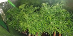 White Widow Auto