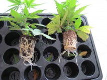 f#1 clones