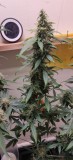 perlite
