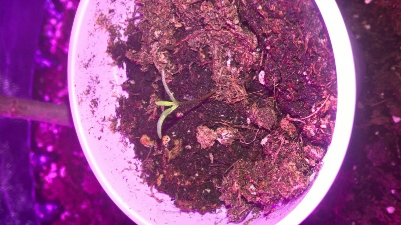 what seedling is this?