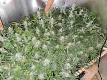 Lemon Zkittles and Dark Star