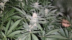 Lemon  Zkittles and Dark Star