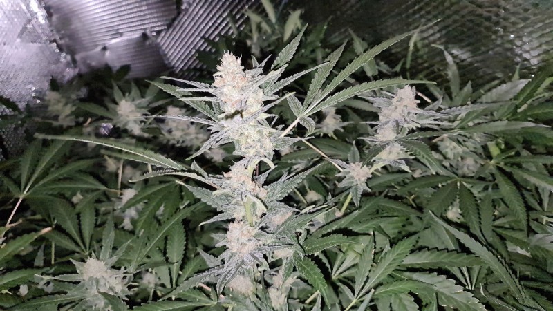 Lemon  Zkittles and Dark Star