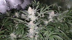 Lemon  Zkittles and Dark Star