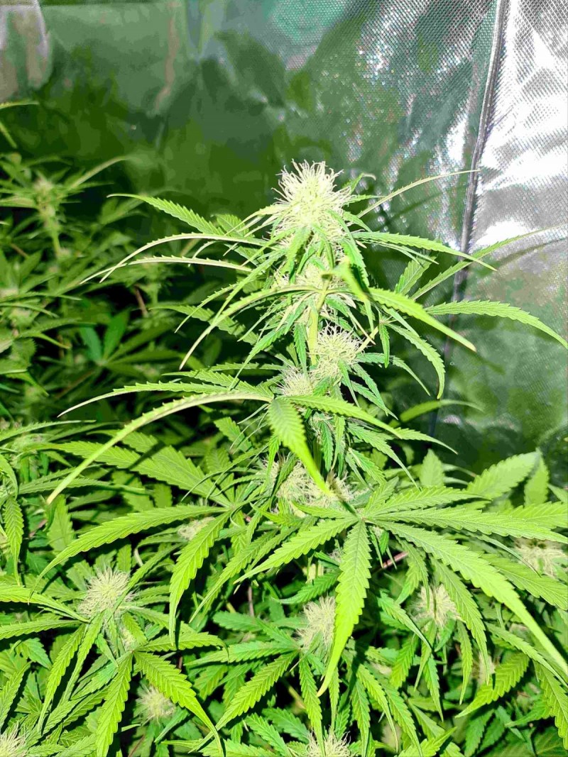 White Widow Auto