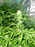 White Widow Auto