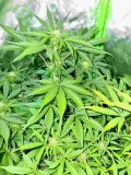 White Widow Auto