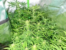 White Widow Auto
