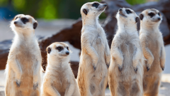 Meerkat-Group-Zoom-Virtual-Background