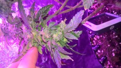 WP_20201004_19_01_10_Pro