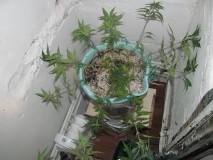 lst (1)