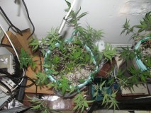 lst (2)