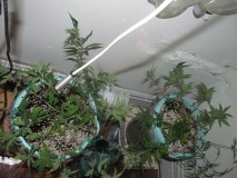 lst (3)