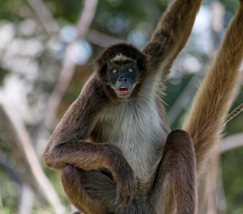 spider-monkey-Venezuela-South-America